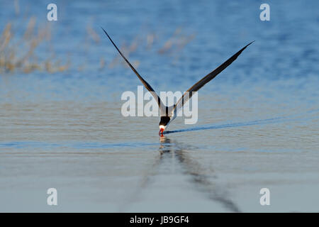 Afrikanische Skimmer (Rynchops Flavirostris), Angeln, Chobe Fluss Chobe Nationalpark, Botswana Stockfoto