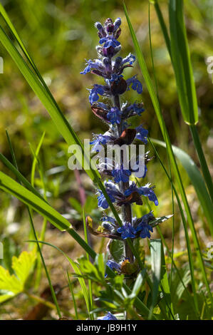 Blaue Signalhorn (Ajuga Reptans), Bayern, Deutschland Stockfoto