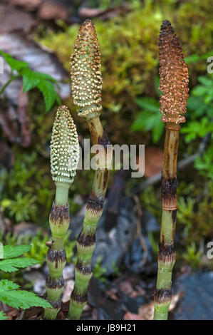 Düng Sterm von Feld-Schachtelhalm (Equisetum Arvense), Oberbayern, Deutschland Stockfoto