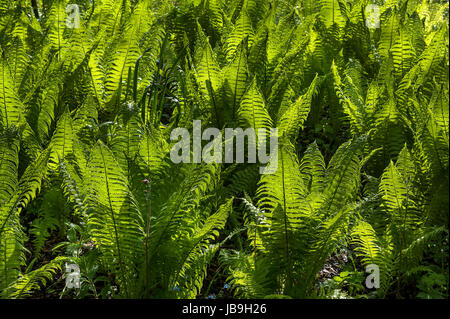 Strauß-Farn (Matteuccia Struthiopteris), Hintergrundbeleuchtung, Oberbayern, Deutschland Stockfoto