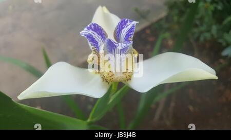 Einige Blumen an meine Oma Hof in Brasilien (kein Filter) Stockfoto