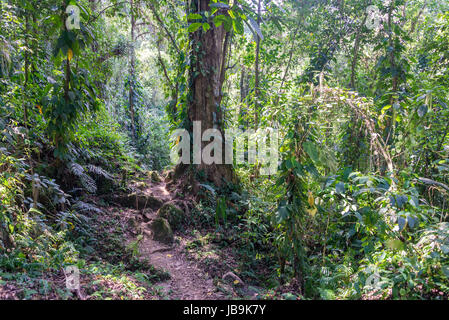 Blick auf den Dschungel nahe der Bergkette der Sierra Nevada de Santa Marta in Kolumbien Stockfoto