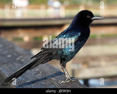 Schillernde männlichen Boat-Tailed Grackle Staning auf Holz Saftey Schiene. Stockfoto