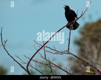 Rotschulterstärling rief aus auf einem Baum. Stockfoto