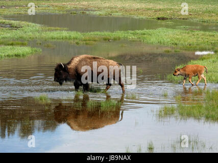 Nordamerikanische Bison und Kalb waten durch überflutetes Weideland im Hayden Valley, Yellowstone-Nationalpark, Wyoming, USA. Stockfoto