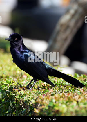 Irisierende männlichen Boat-Tailed Grackle auf eine Hecke Stockfoto