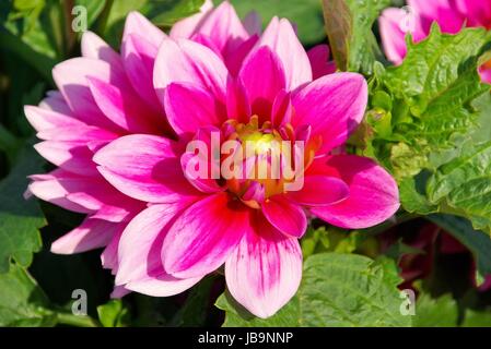 Dæhlie - Dahlia 125 Stockfoto