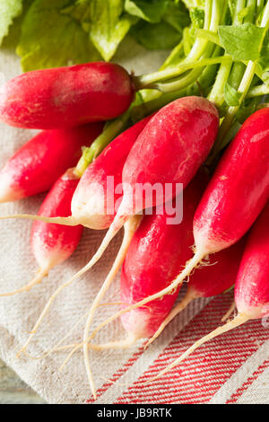 Rohe Bio frische französische Radieschen essfertig Stockfoto