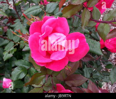 Heißes rosa Rose Stockfoto