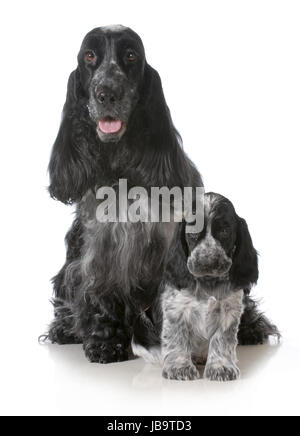 Mutter und Welpen - englischer Cocker Spaniel Mutter und Welpen sitzen Viewer betrachten Stockfoto