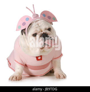 englische Bulldogge in Schmetterling Kostüm mit einer Haltung isoliert auf weißem Hintergrund Stockfoto
