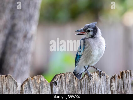 Ein Junge sitzt Blue Jay thront auf einem Zaun. Stockfoto