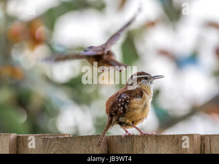 Ein Carolina Wren thront auf einem Zaun, während es Freund Fliege entfernt ist. Stockfoto