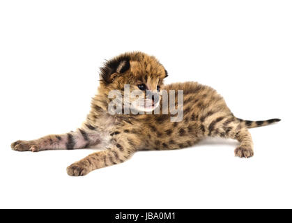 Baby-Serval isoliert auf weißem Hintergrund Stockfoto