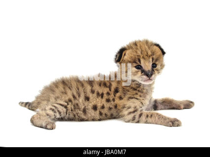 Baby-Serval isoliert auf weißem Hintergrund Stockfoto