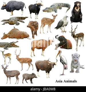 asiatische Tiersammlung isoliert auf weißem Hintergrund Stockfoto