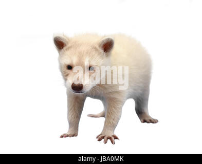 Baby Albino Waschbär isoliert auf weißem Hintergrund Stockfoto