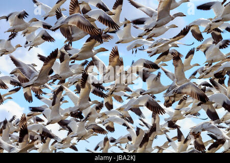 Hunderte von Schneegänsen fliegen als Reaktion auf Bedrohung ausziehen Stockfoto