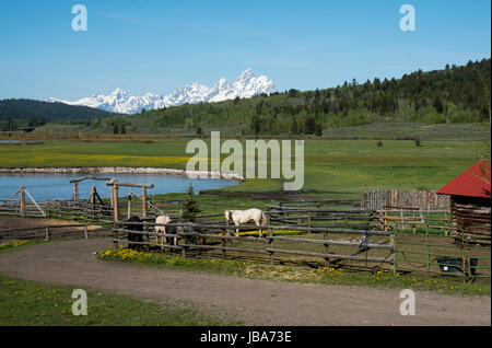 Buffalo Gabel Fluss und die Grand Teton Berge: Pferde in einer Koppel auf der Herz sechs Ranch im Buffalo-Tal, Wyoming, Vereinigte Staaten von Amerika. Stockfoto