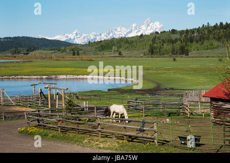 Buffalo Gabel Fluss und die Grand Teton Berge: Pferde in einer Koppel auf der Herz sechs Ranch im Buffalo-Tal, Wyoming, Vereinigte Staaten von Amerika. Stockfoto