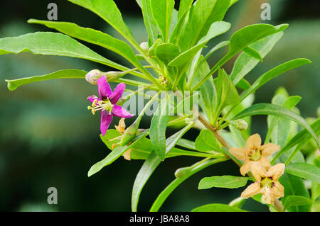 Goji Bluete - Goji Beere Blume 04 Stockfoto