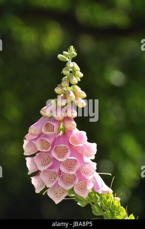 Fingerhut, Digitalis, Pflanze, Blume, Blüten, Geschenk, Giftig, Giftpflanze, Botanik, Rosa, Pink, violett Stockfoto