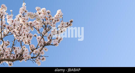 Großer Zweig der Frühling blühen Mandel-Baum mit textfreiraum für text Stockfoto