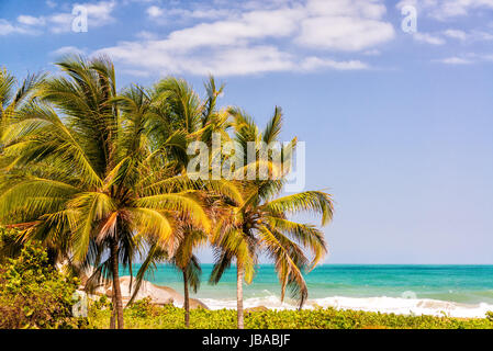 Drei Palmen im Tayrona National Park in Kolumbien mit dem karibischen Meer im Hintergrund Stockfoto