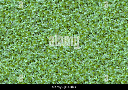 Zaun von frische lebendige natürliche grüne Buxus Stockfoto