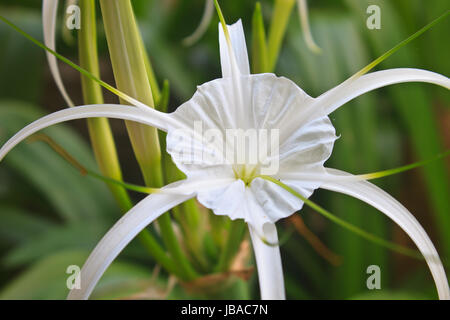 Weiße Spinne Lilie Blume, Hymenocallis Caribaea im Garten Stockfoto