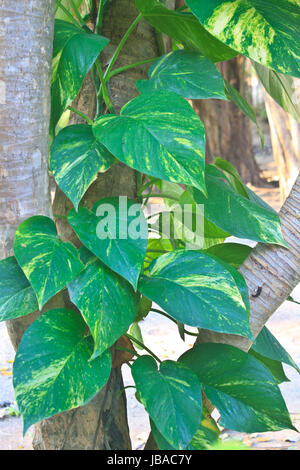 Golden Pothos Pflanze, Efeutute Scindapsus auf Baum Stockfoto