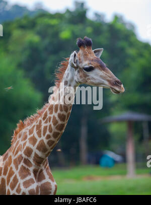 Giraffe Nahaufnahme Portrait in offenen zoo Stockfoto