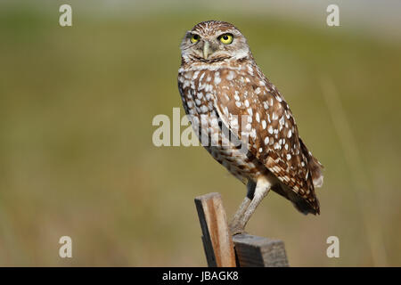 Sitzen auf eine Holzstange Kanincheneule (Athene Cunicularia) Stockfoto