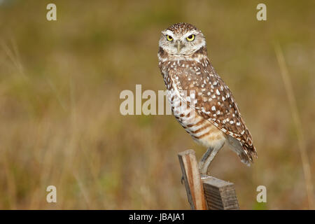 Sitzen auf eine Holzstange Kanincheneule (Athene Cunicularia) Stockfoto