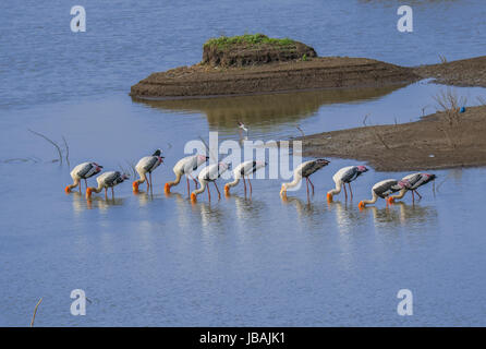 bemalte Storchenkolonie Stockfoto