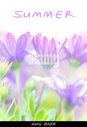 Sommer-frische Blumen, blühenden Veilchen Gänseblümchen Feld, sanften floralen Lichtung im Garten, schöne Wiese, Weichzeichner, Schönheit in Natur Konzept auf weißem Grund mit Text Platz Stockfoto