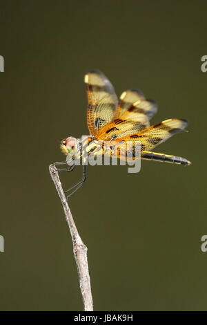 Halloween-Wimpel (Celithemis Eponina) Libelle thront auf einem stick Stockfoto