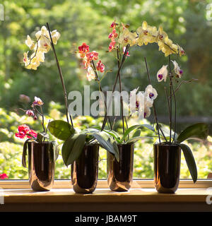 Fensterbank und Pflanzen Töpfe mit Moth Orchideen oder Phalaenopsis mit Glassreflections und Bäumen im Hintergrund im freien - Quadrat Stockfoto