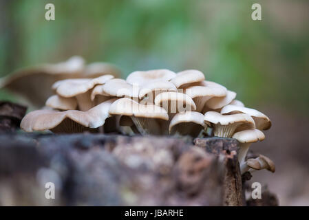 Eine Gruppe von cremefarbenen, beigefarbenen oder cremeweißen Austernpilzen (Pleurotus ostreatus), die auf einem abfallenden Pappelstumpf wachsen. Stockfoto