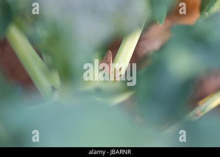 Eine grüne Anole (Anolis carolinensis) lauert im Brokkoli, der in einem vorstädtischen Gemüsegarten wächst. Stockfoto