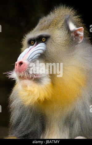 Im Hochformat von einer erwachsenen männlichen Mandrill. Mandrillus Sphinx ist ein Primat des alten Welt Affen mit olivgrün und dunklen grauen Fell, gelbe Bänder, weißen Bauch, rote Nase, blauen Wangen und gelben Bart. Stockfoto