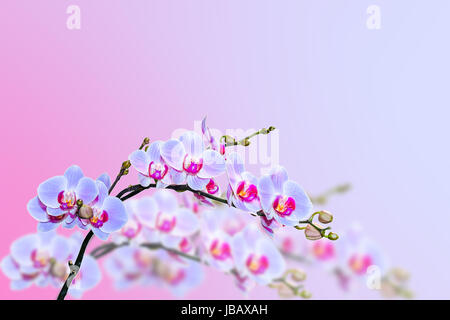 Magic lila blaue Orchideen blühen an unscharfen Hintergrund mit textfreiraum für text Stockfoto