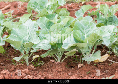 Chinesischer Brokkoli oder Chinesisch Grünkohl Gemüse im Garten Stockfoto