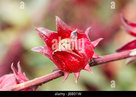 Roselle (Hibiscus Sabdariffa) ist eine Art von Hibiscus in den Tropen heimisch Stockfoto