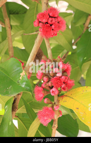 Malaiische Rosenapfel Blume auf Baum Stockfoto