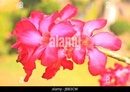 Schöne Rosa Azalee blüht tropische Blumen. Wüste Rosen im Garten Stockfoto