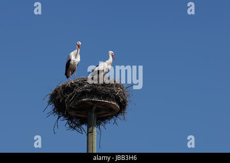 Weißstorchpaar in Dachmarke "Horst" Stockfoto