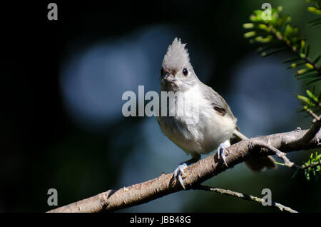 Tufted Meise thront auf einem Ast Stockfoto