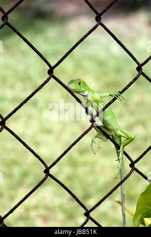 Kleine, leichte grüner Leguan auf einem Metallzaun im Freien an einem sonnigen Tag in Florida. Stockfoto