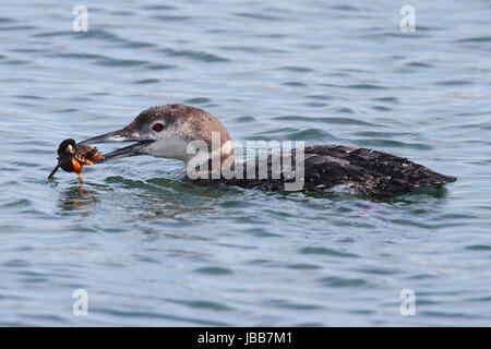 Gemeinsamen Loon (Gavia Immer) Essen eine Krabbe im Meer Stockfoto